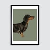 Obraz w czarnej ramie DASCHUND II 50x70 cm - 1