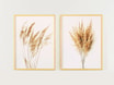 Obraz PAMPAS GRASS II 53x73 cm - 5