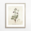 Obraz BOTANICAL PLANT II 21x30 cm - 1