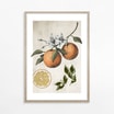 Obraz ORANGE LIFE CYCLE 21x30 cm - 1