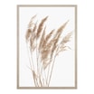 Obraz PAMPAS GRASS I 53x73 cm - 1