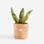 ALOES