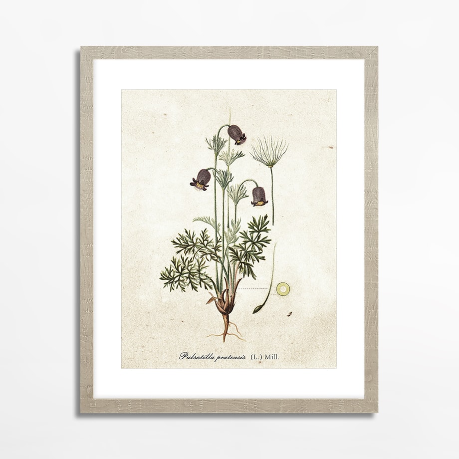 Obraz BOTANICAL PLANT II 21x30 cm - 1