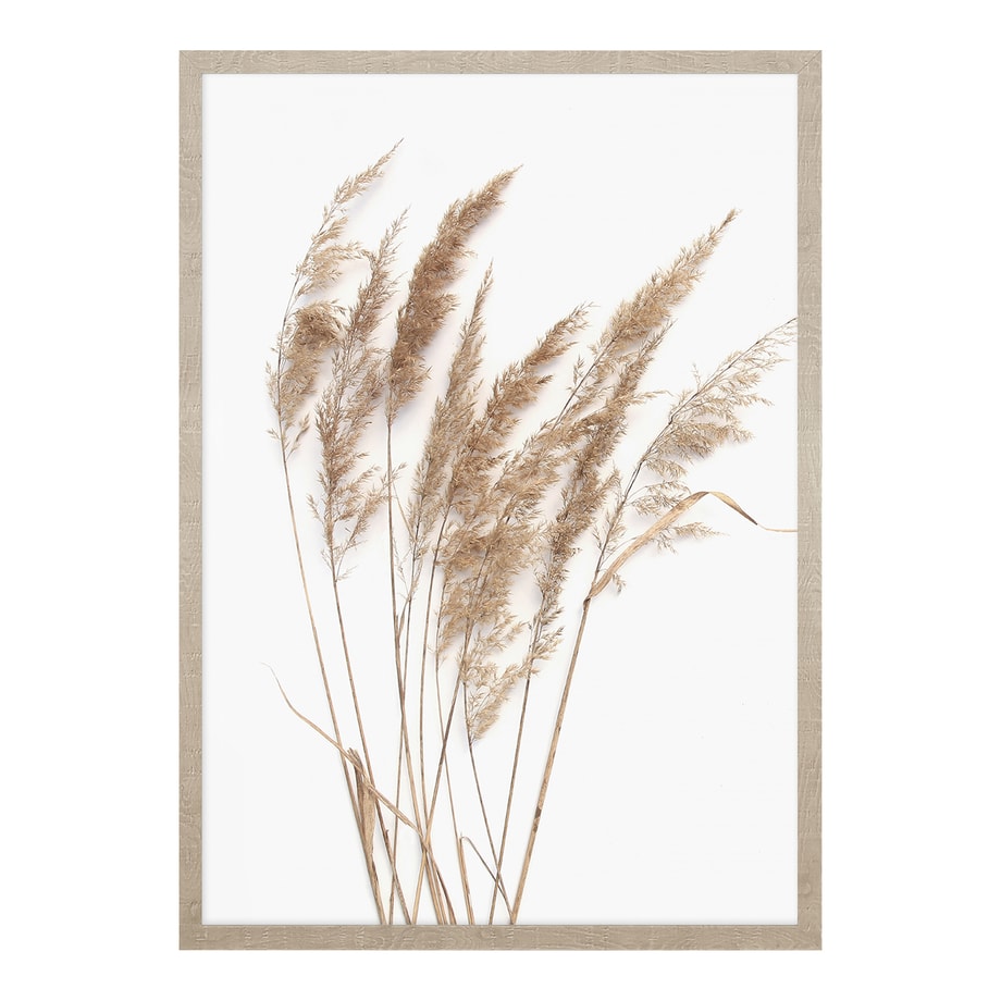 Obraz PAMPAS GRASS I 53x73 cm - 1