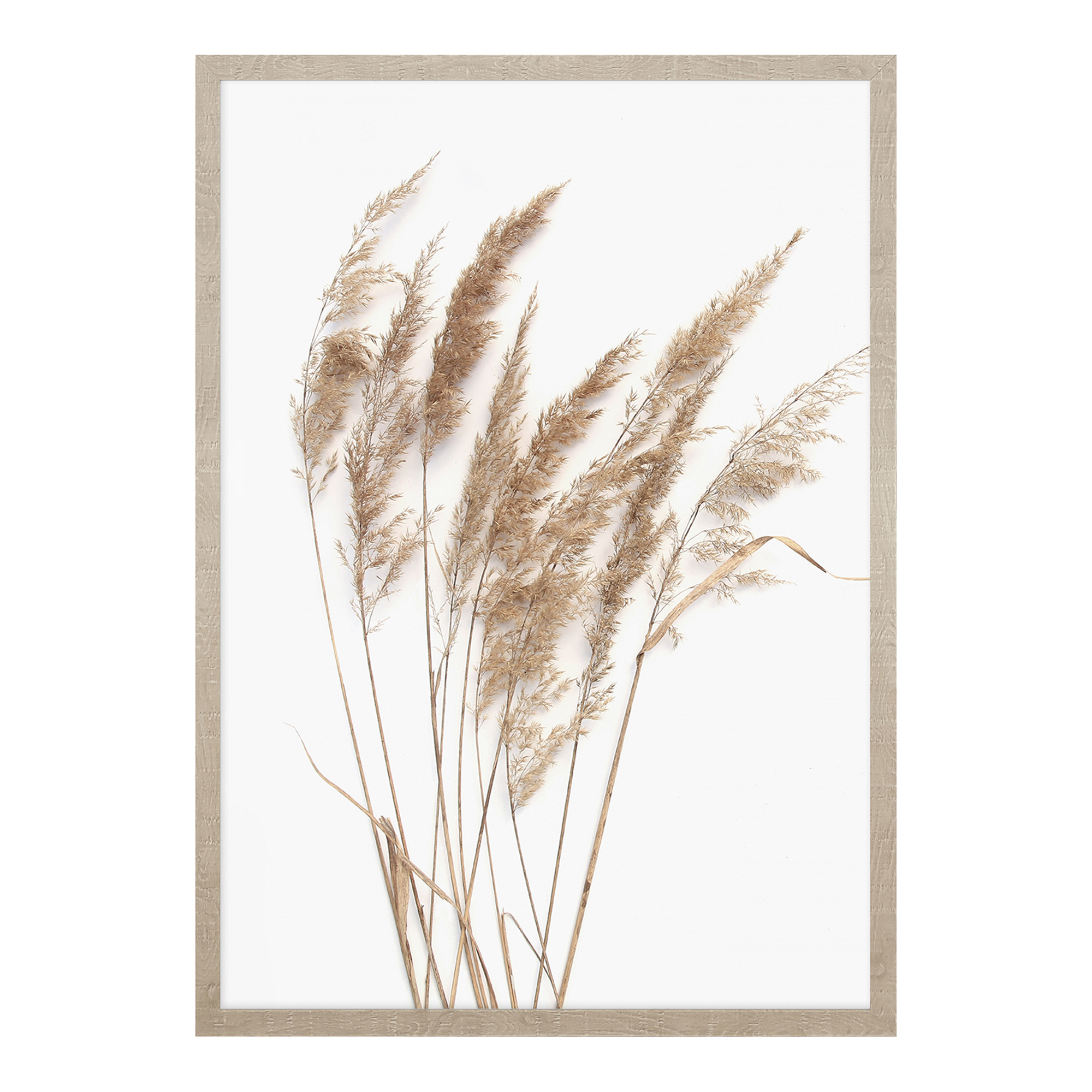 Obraz Pampas Grass I 53x73 cm